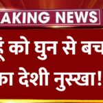 गेहूं को घुन से बचाने का अचूक देशी जुगाड़: अब अनाज नहीं होगा बर्बाद